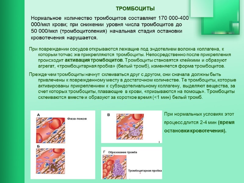 ТРОМБОЦИТЫ     При повреждении сосудов открываются лежащие под эндотелием волокна коллагена,